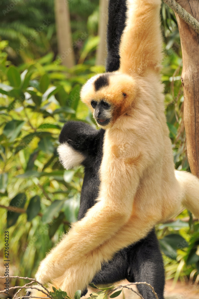Fototapeta premium Two Northern White-cheeked Gibbon are hanging on a tree