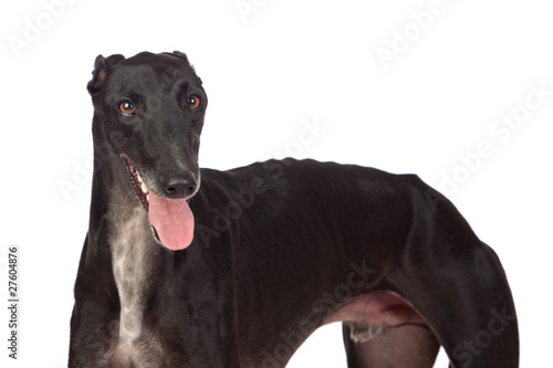 Fototapeta Naklejka Na Ścianę i Meble -  Greyhound breed dog
