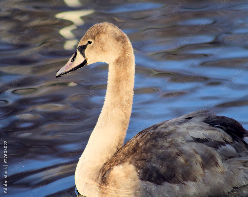 Young Muteswan On Beautiful Blue Waters Young Muteswan On Beautiful Blue Waters