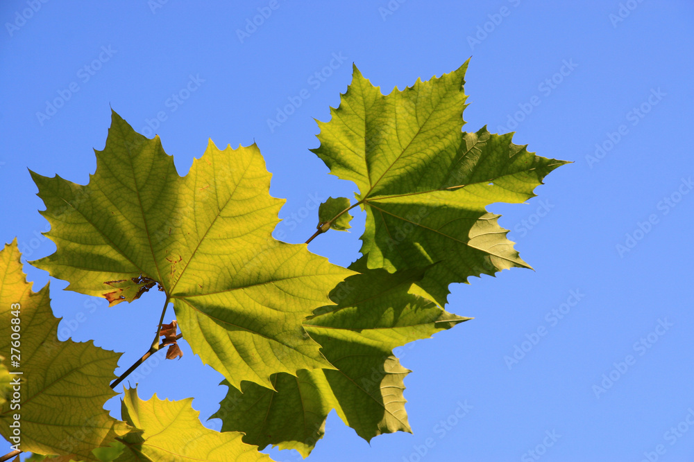 platanus leaves platanus leaves