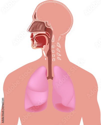 human anatomy
