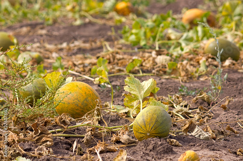melon field