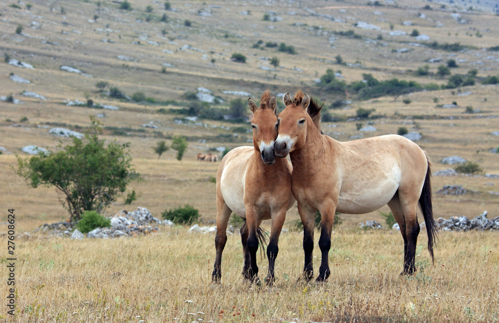 Fototapeta premium couple de petits chevaux sauvages primitifs de przewalski