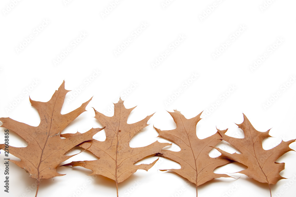 Obraz premium Blätter