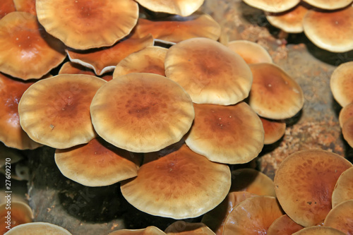Foto pholiota nameko