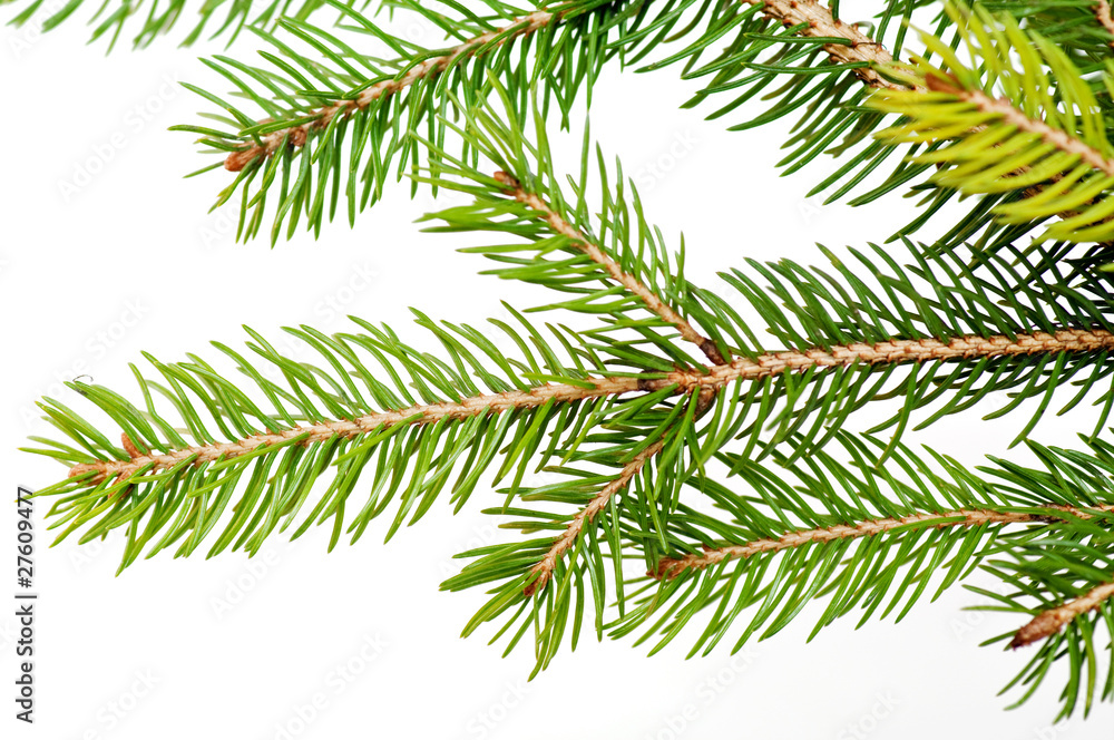 Branch of the fir tree over the white background