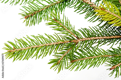 Branch of the fir tree over the white background