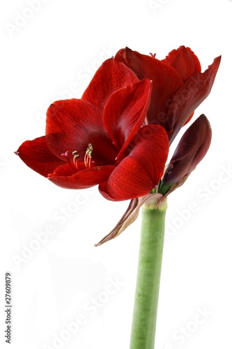 amaryllis in blossom