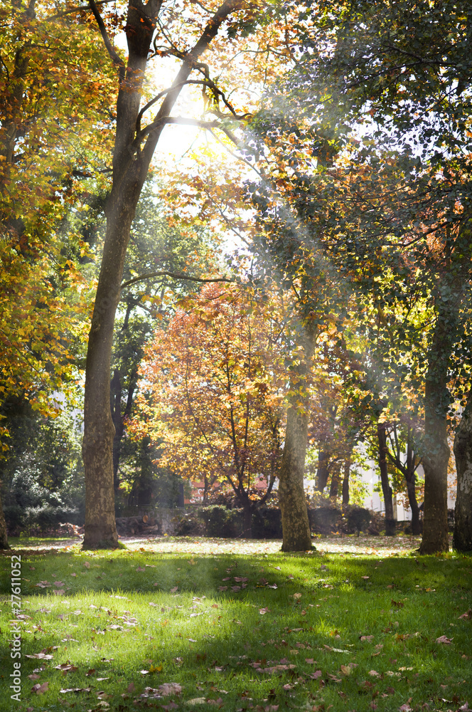 Fototapeta premium promień słońca przebijający się przez liście drzewa