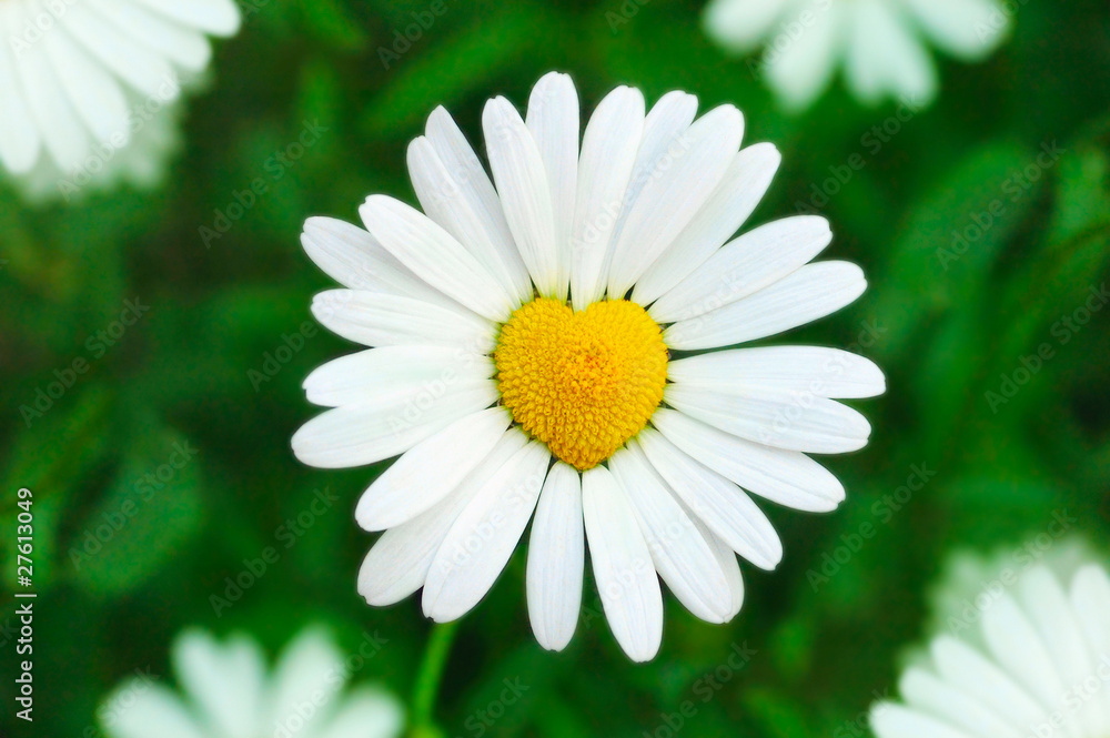 Fototapeta premium chamomile heart