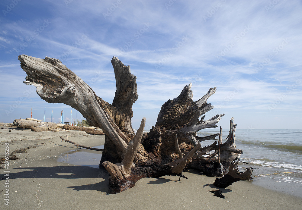 il drago della spiaggia il drago della spiaggia