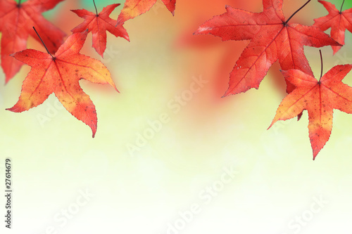 Maple leaves in Autumn