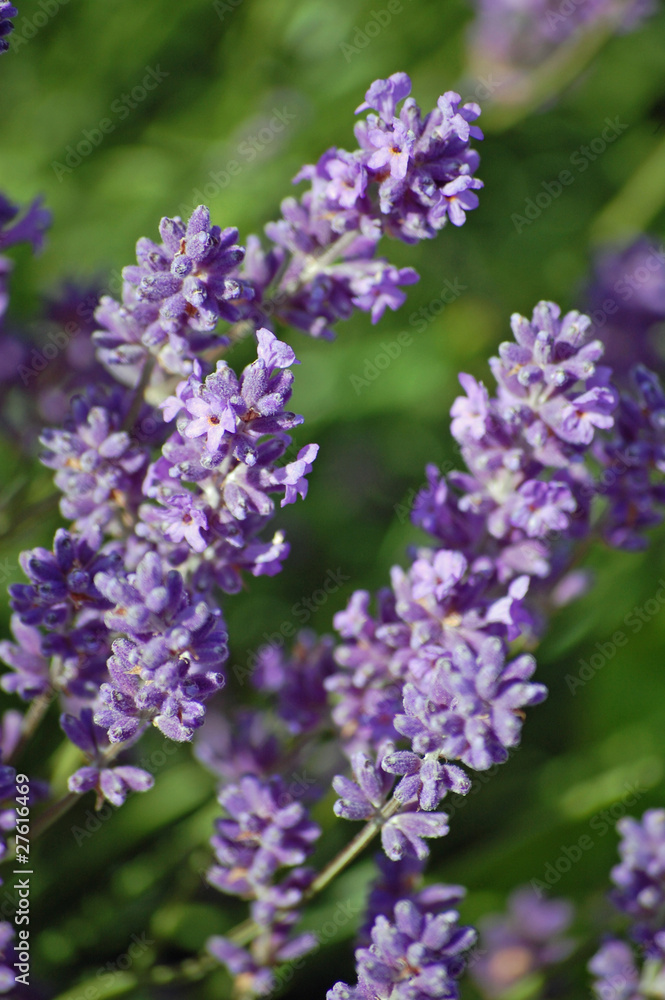 Lavender Stems