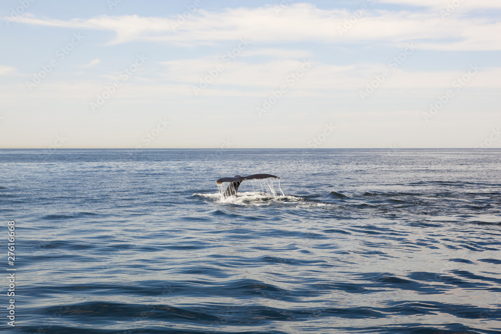 Naklejka premium cape cod: whale swimming in the sea