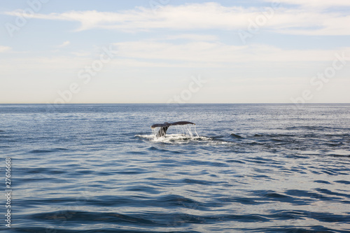 cape cod: whale swimming in the sea © mamahoohooba