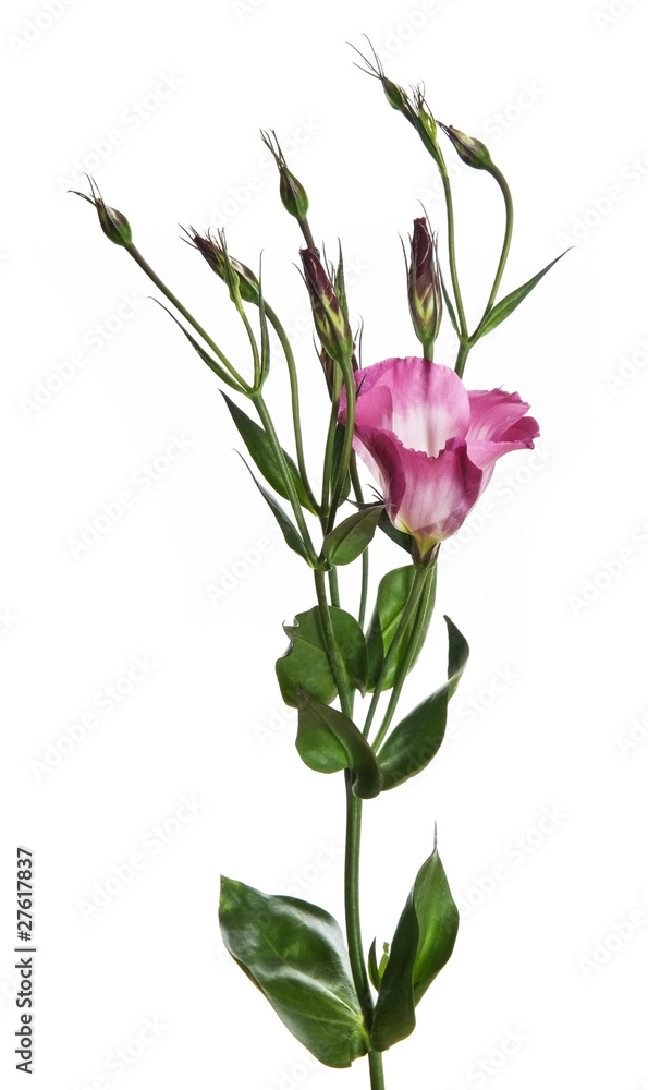 Fototapeta premium eustoma flower isolated