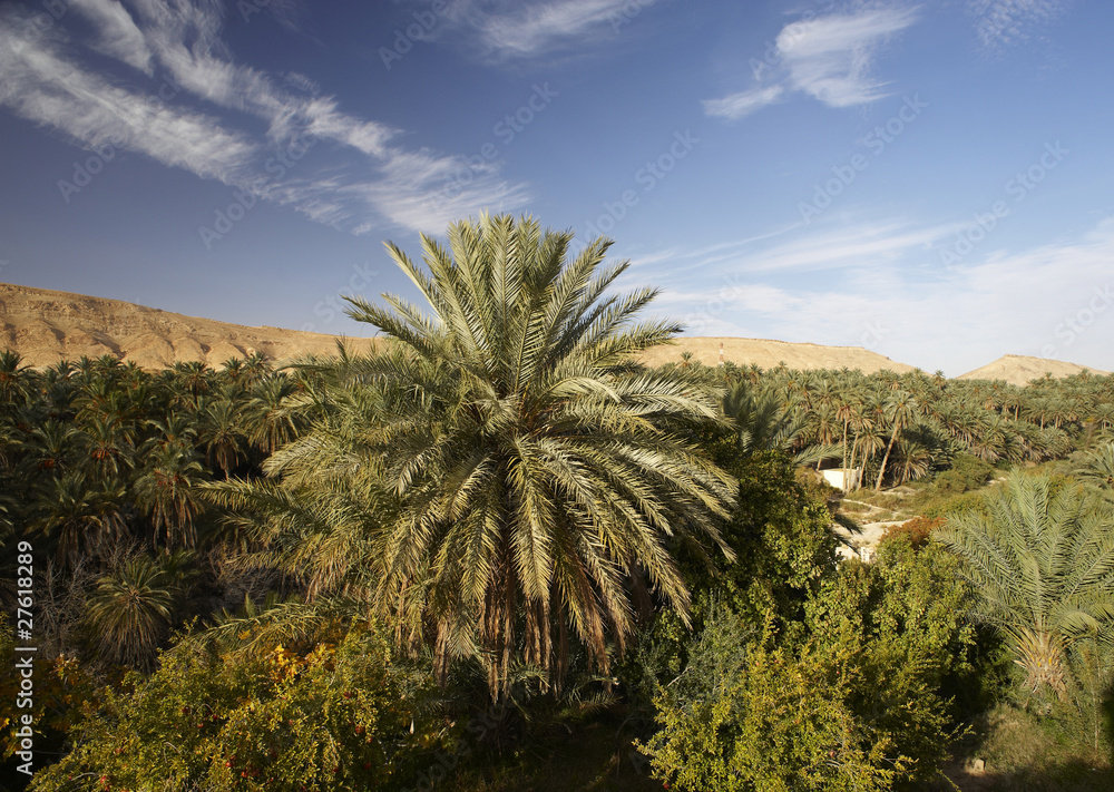 Fototapeta premium Oasi di Chebika in Tunisia