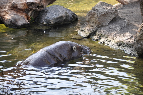 Hipopótamo en el Biopark de Valencia, España.