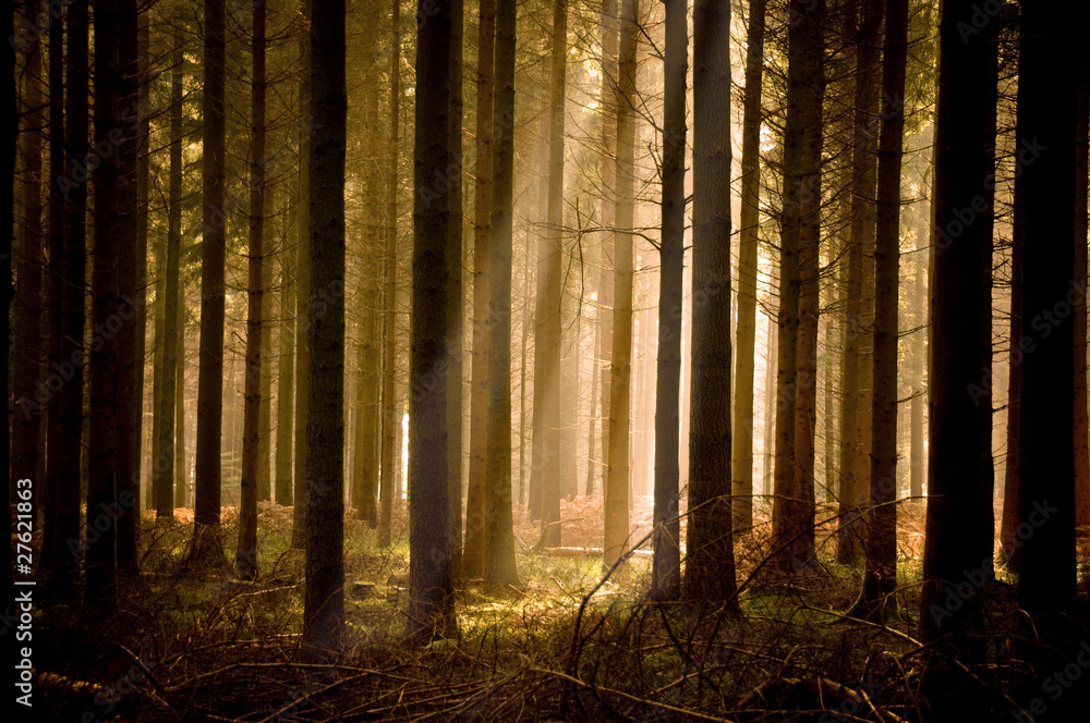 Fototapeta premium Warm Sunbeams Through A Forest