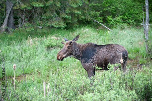 Bull moose in spring