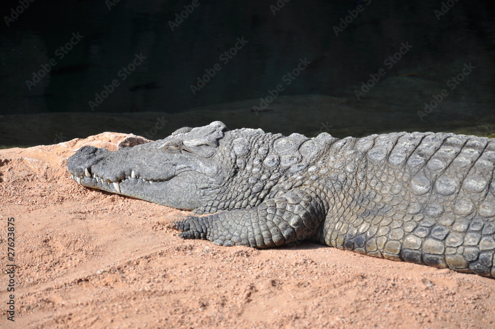 Cocodrilo en el Biopark de Valencia, España. Cocodrilo en el Biopark de Valencia, España.