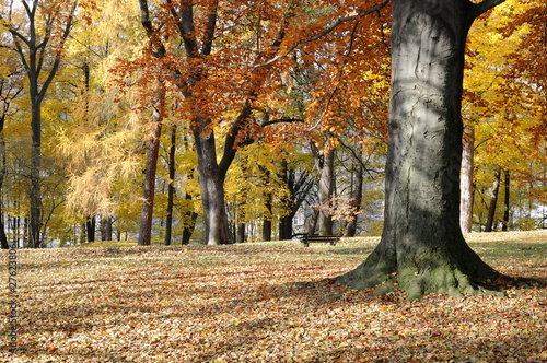 Park mit Herbstbäumen