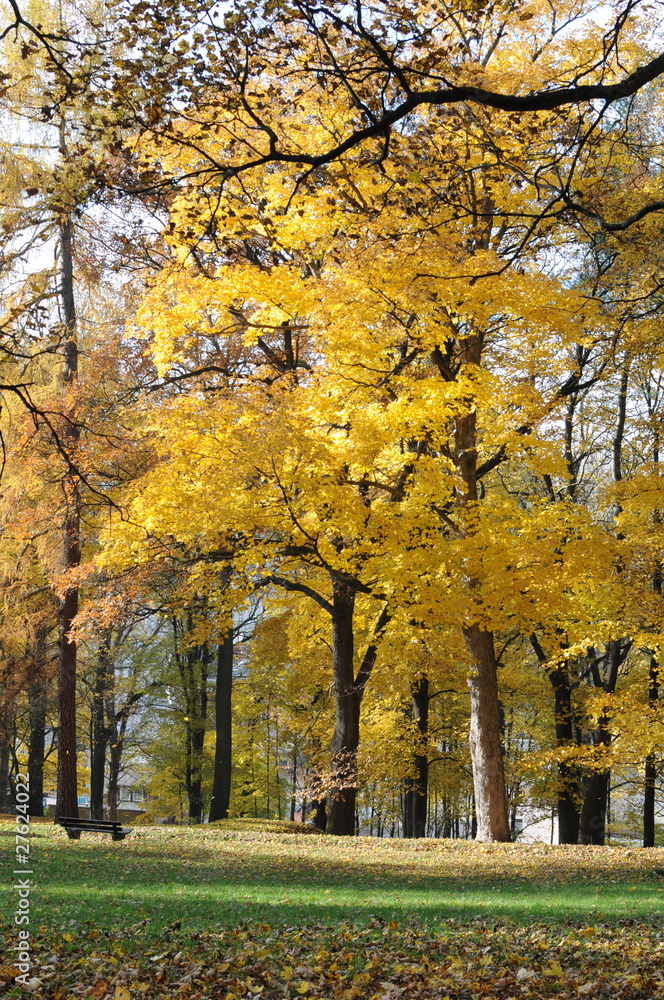 Gelber Herbstbaum im Park