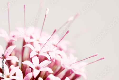 Flower 2