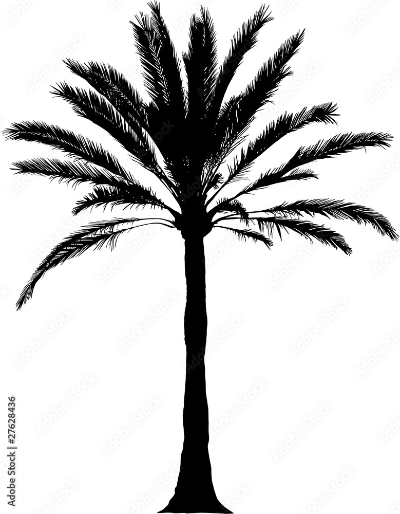 Naklejka premium Detailed palm illustration