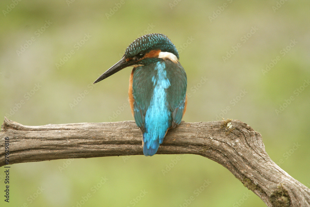 Fototapeta premium Martin Pêcheur (common kingfisher)