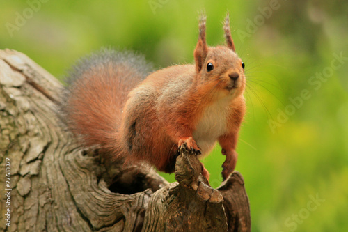   cureuil roux  red squirrel 