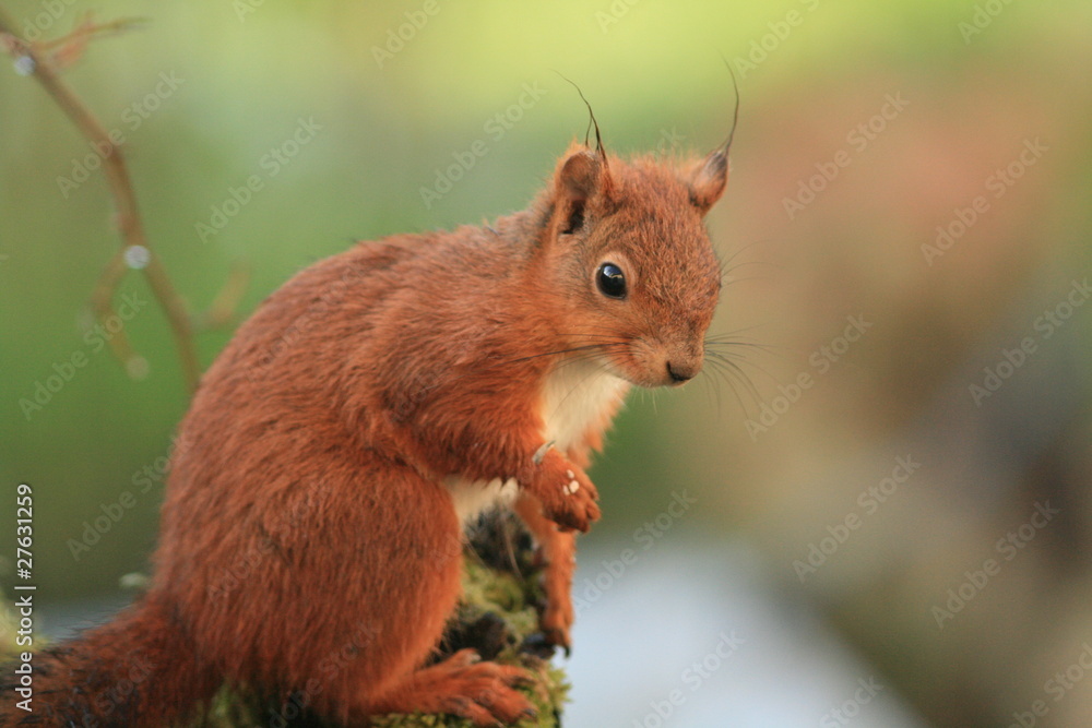 Obraz premium Écureuil roux (red squirrel)