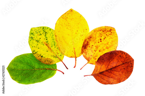 autumn leaf color palette photo
