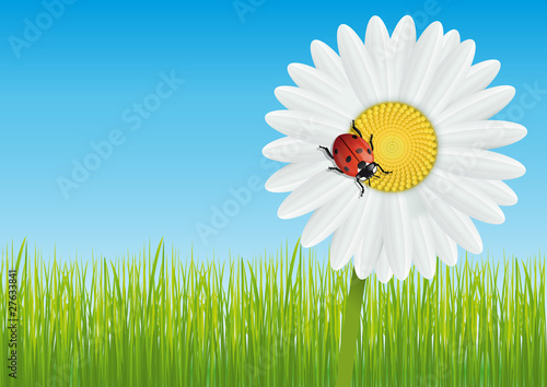 margueritte-Coccinelle