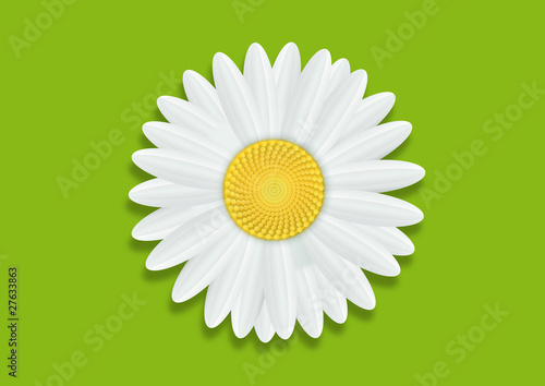 margueritte-Fond vert