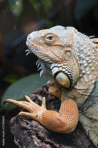 Fototapeta Naklejka Na Ścianę i Meble -  Closeup of a tropical colorful iguana lizard