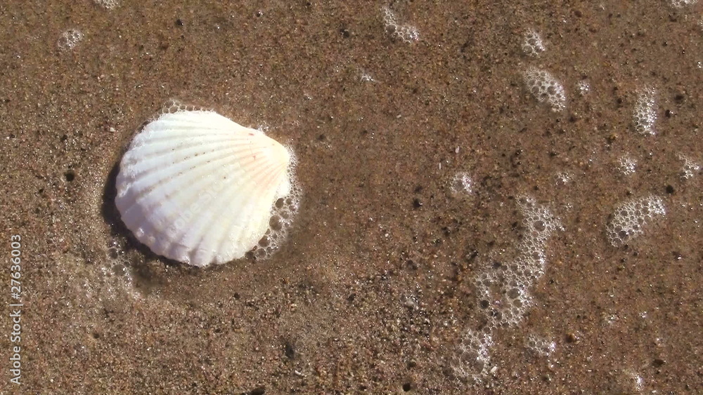 Seashell on sandy beach - HD Seashell on sandy beach - HD
