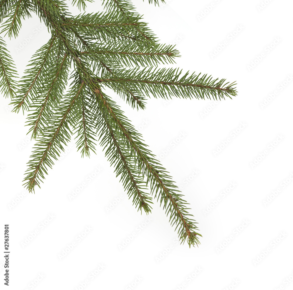 Naklejka premium Tannenzweig