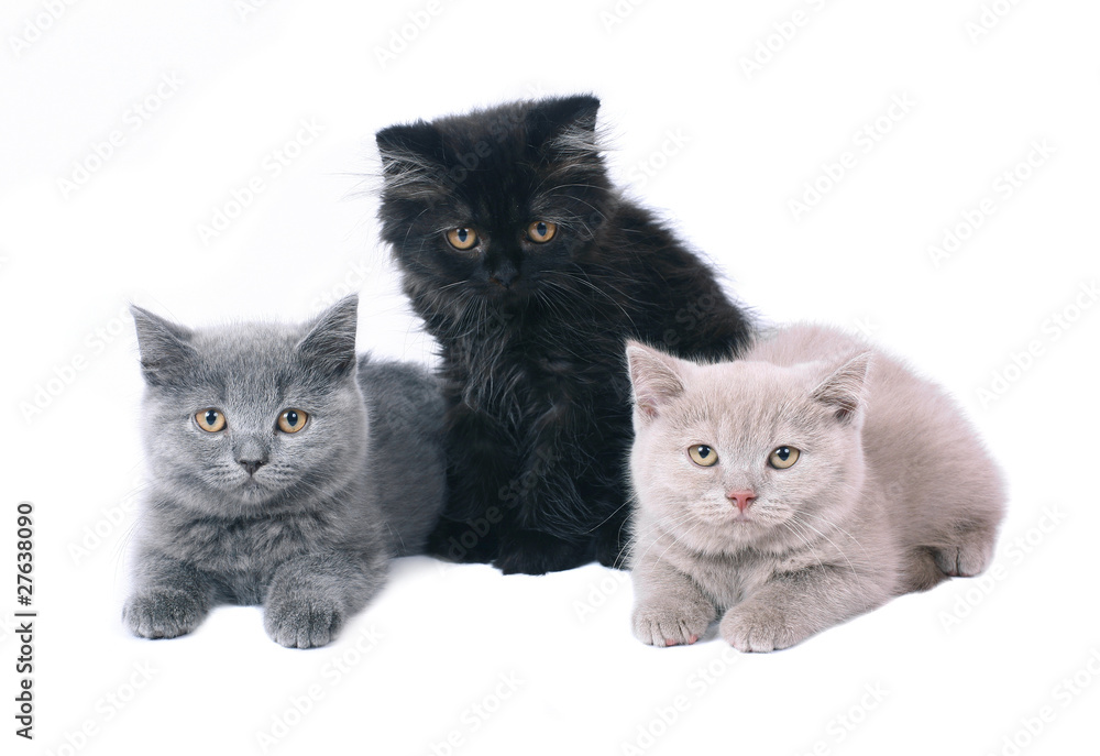Three British kitten.