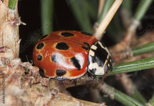 Lady bug (Anatis occelata) sitting on fir branch photo