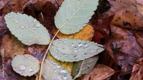 Autumn leaved with raindrops
