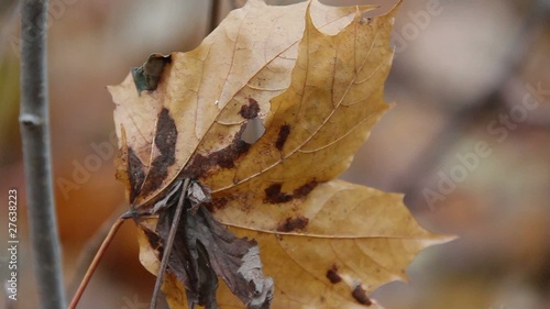 Dry leaf on a tree