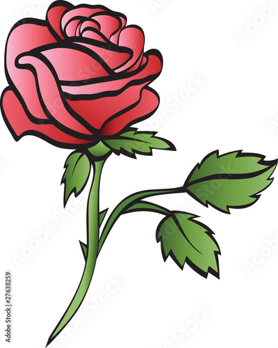 rose isolated on whte background