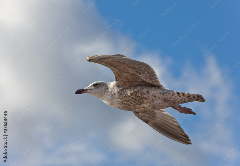 Obraz premium Flight of a seagull