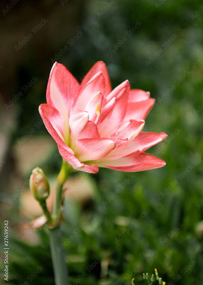 Beautiful lotus in the garden