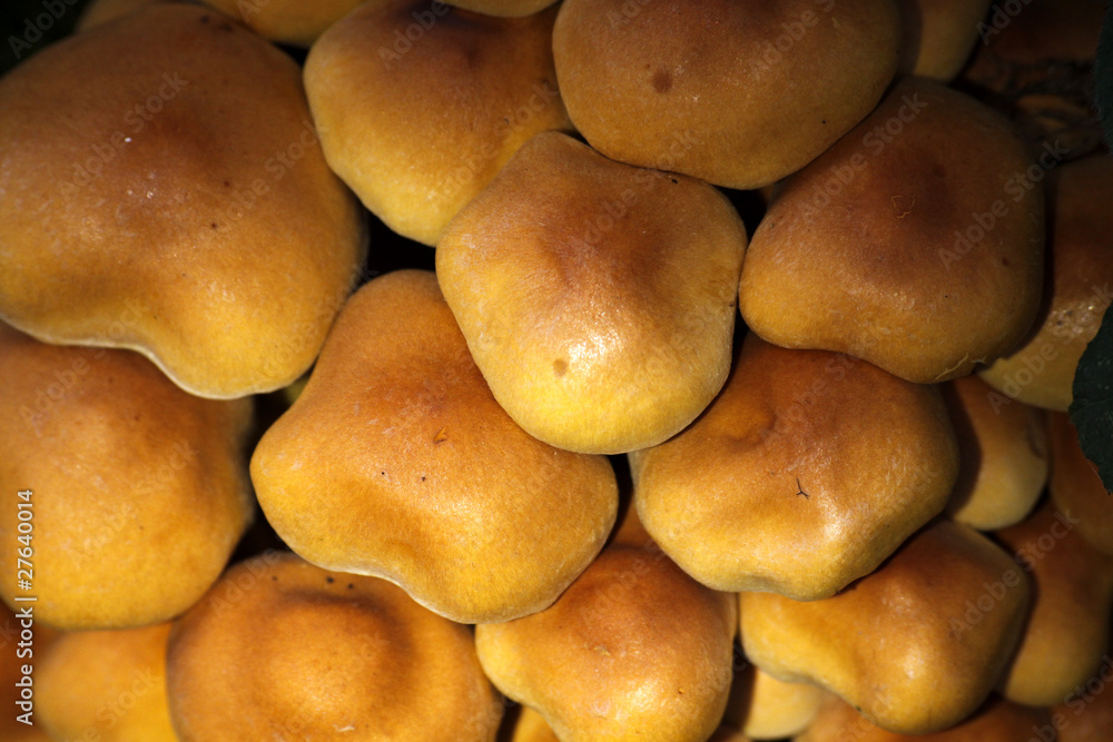 Grünblättrige Schwefelköpfe Grünblättrige Schwefelköpfe