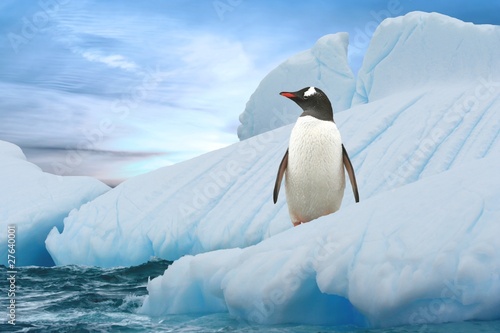 Fototapeta Eselspinguin (Antarktis) - Gentoo Penguin (Antarctica)