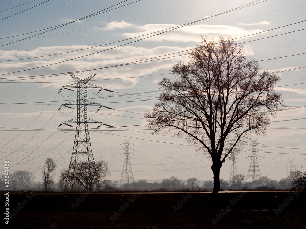 Fototapeta premium Power Line and Tree