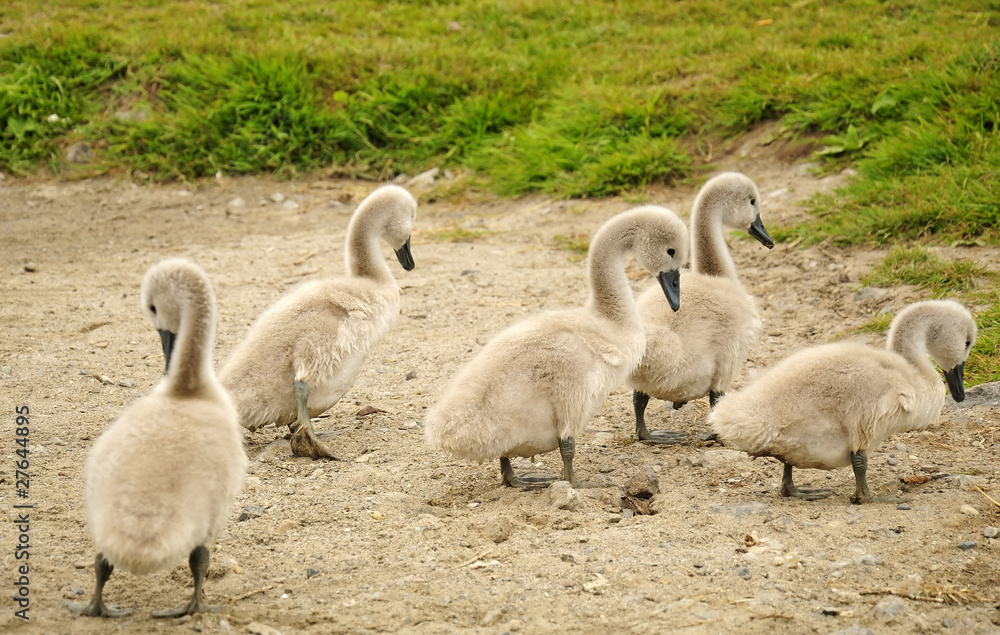 Fototapeta premium Group of young swan chicks