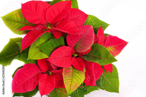 Poinsettia Euphorbia pulcherrima